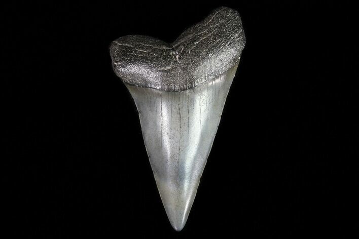 Fossil Mako Shark Tooth - Georgia #75037